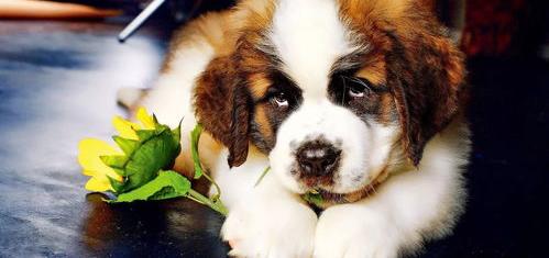 2021连云港市禁养犬种类？ 伯恩山犬和圣伯纳犬