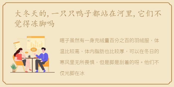 大冬天的,一只只鸭子都站在河里,它们不觉得冻脚吗