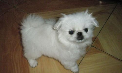 农村十大小型犬？（小京巴狗多少钱一只）