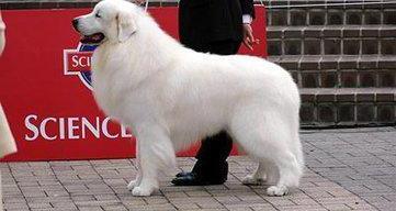 大型猎犬品种？ 大型宠物犬有哪些品种