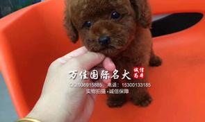 茶杯犬2020年价格？（杯子狗多少钱一只）