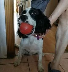 史宾格犬的智商高吗？（史宾格犬智商排名第几）