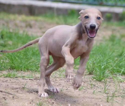 纯种灵缇犬价格多少钱一只？（灵缇犬价格）