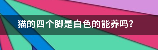 猫的四个脚是白色的能养吗？（千万不要养戴白手套的猫）