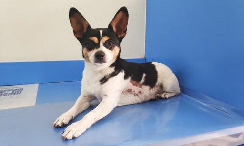 茶杯犬和小鹿犬哪个聪明？（小鹿犬智商排名第几）