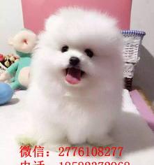 茶杯犬白色多少钱一只？（茶杯犬博美多少钱一只）
