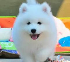 萨摩耶幼犬一只多少钱?（萨摩耶幼犬一般多少钱一只）