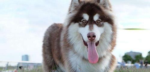 阿拉斯加犬适合住楼的养吗？ 养阿拉斯加的人伤不起