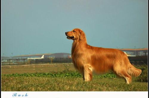 东北十大猛犬排名？ 日本十大名犬