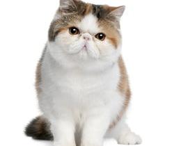 黑猫的品种以及价钱？详细点，准备买只黑色的猫？（猫的价格和品种大全）