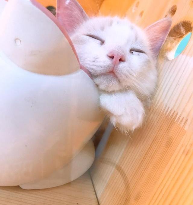 一只最可爱的猫多少钱？ 橘猫多少钱一只正常价