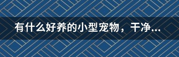 十种最省心的小型犬排名？ 小型宠物好养的又便宜