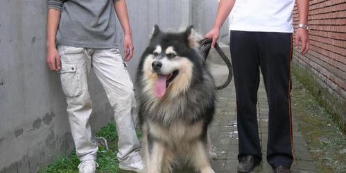 求成年阿拉斯加训练方法？ 阿拉斯加犬要怎么训练