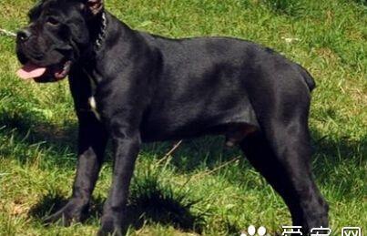 养一条卡斯罗一个月开销多少？ 卡斯罗犬价格