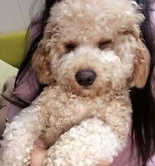 贵宾犬一般多少钱？（贵宾犬多少钱）