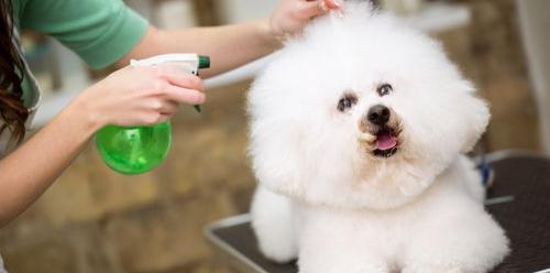 圣伯纳犬怎么辨别纯不纯？ 比熊犬怎么看纯不纯