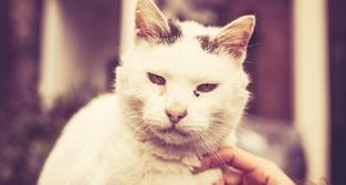 美短虎斑850卖得贵吗？（美短虎斑猫多少钱一只）