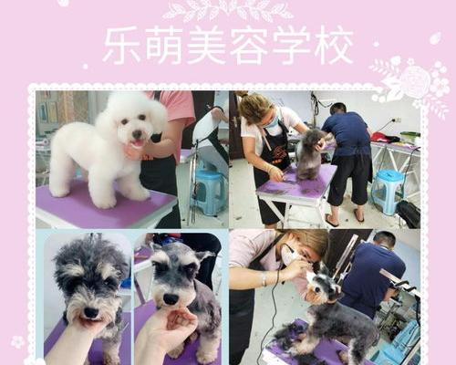 宠物美容学校排名 正规宠物美容培训学校