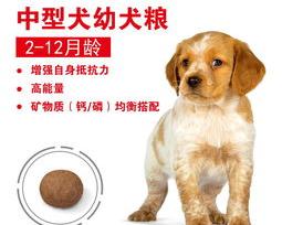 中型犬推荐排行榜 护主？ 中型犬