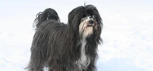 梗类犬都有哪些？（梗犬种类大全）