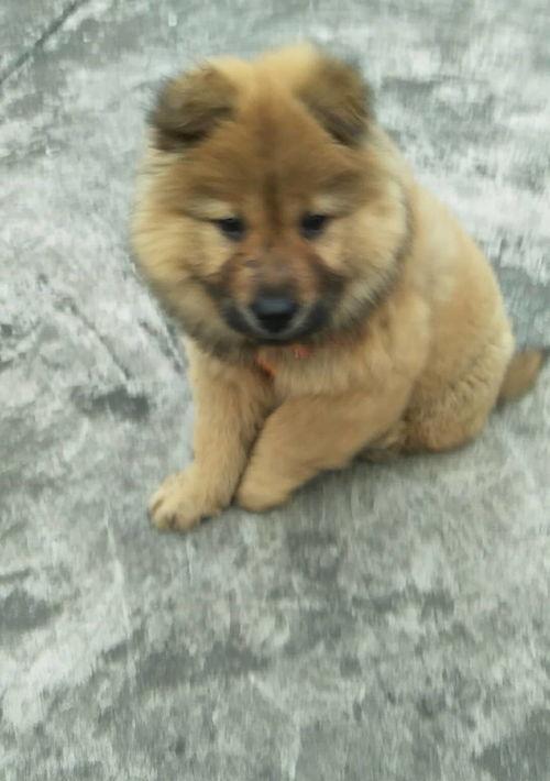 松狮犬多少钱一只 松狮幼犬大概多少钱一只