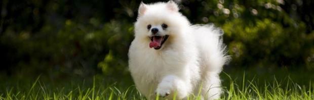 博美犬（松鼠犬）便宜的多少钱？（博美犬小狗多少钱一只）