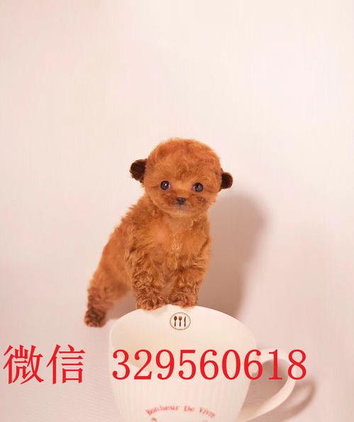 一元一只茶杯犬哪里有？（茶杯犬多少钱一只白色最便宜）