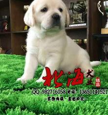 拉布拉多犬多少钱一只？（拉布拉多犬多少钱一只幼崽）
