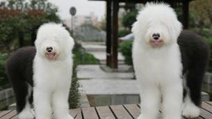 什么品种的牧羊犬贵？（古牧犬多少钱一只?）