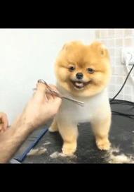 建议穷人养的10种小型犬？ 小型宠物狗品种名称