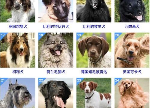 世界上狗有哪些国家？ 狗品种