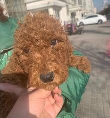 巨贵体重体型对照表？（巨型贵宾犬的价格）