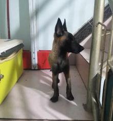 犬瘟怎样护理？ 犬瘟症状怎么治疗