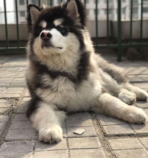 一头阿拉斯加最低多少？（阿拉斯加犬多少钱一只大型犬）