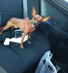 红色鹿狗价格？ 鹿犬多少钱一只