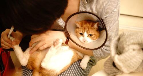 什么猫比较安静慵懒？ 适合懒人养的猫的品种
