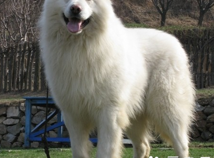 白色毛的狗是什么品种？（大白熊犬智商）