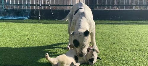 高加索犬为什么一般人家不能养？（世界十大禁养猛犬）