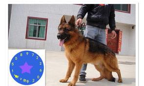 3000多一只狗有什么品种？（白色德国牧羊犬多少钱一只）