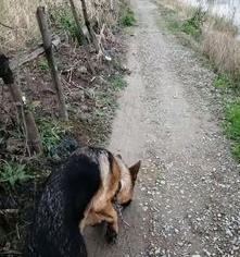 丨岁德牧价钱？ 东德牧羊犬多少钱一只?