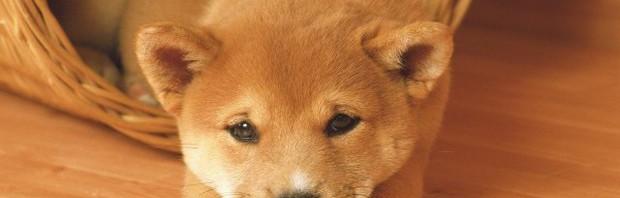 训练金毛的10个项目？ 金毛犬喂养方法