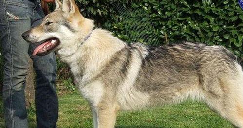 捷克狼犬多少钱？ 小捷克狼犬一只多少元