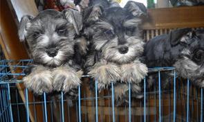 十大无体味不掉毛犬？（迷你雪纳瑞好养吗）