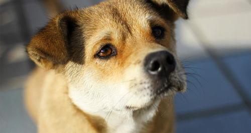 比特犬取名霸气点？（狗狗的名字可爱霸气）