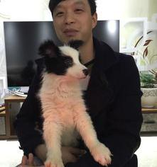 三个月的边牧体重大概多少？（3个月的小边牧多少钱一只）