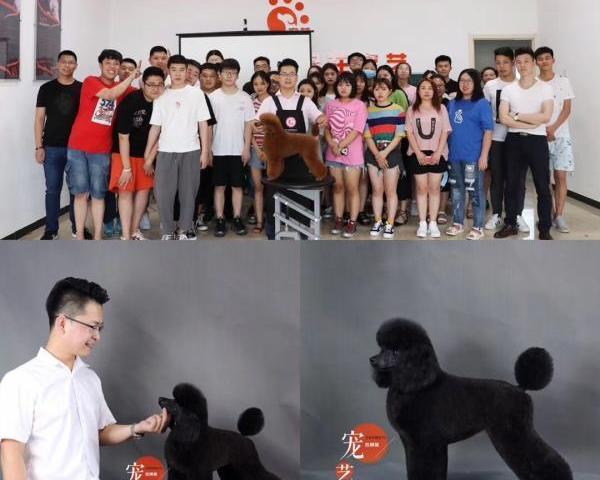宠物b级美容师含金量？（学宠物美容c级够开店吗）