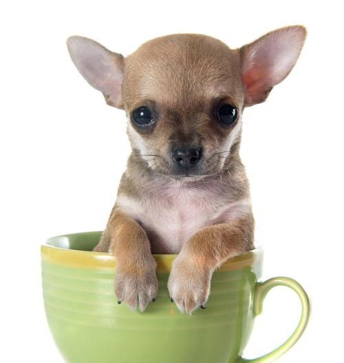 茶杯犬多少钱一只价格？ 小型茶杯犬多少钱一只