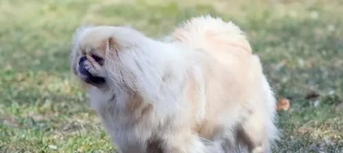 中小型犬适合家养的短毛？（适合家养的短毛小型犬）