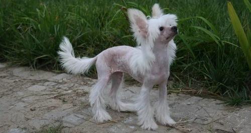 世界上最丑最大的狗狗？ 中国冠毛犬多少钱一只