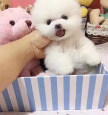俊介多少钱一只,俊介价格（俊介犬价格）